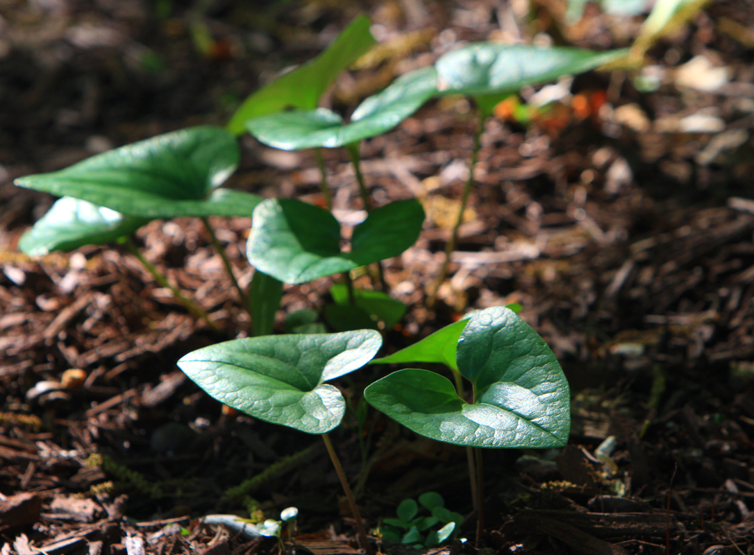 My Favorite Native Plants on the East Coast - You Had Me At Solo